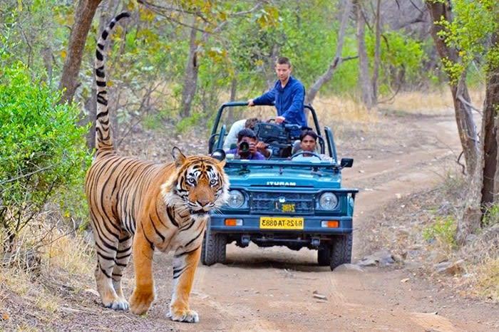 Jungle safari with tiger at Ranthambore