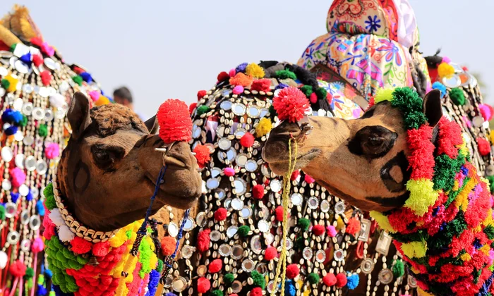 Pushkar camel festival
