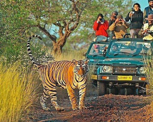 Ranthambore Tiger Safari