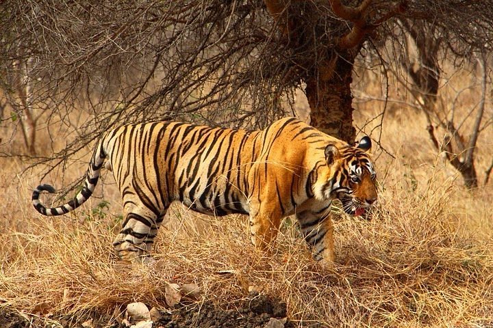 Ranthambore National Park Bengal Tiger