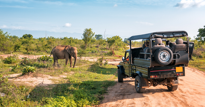 Safari at Ranthambore National Park with Elephant
