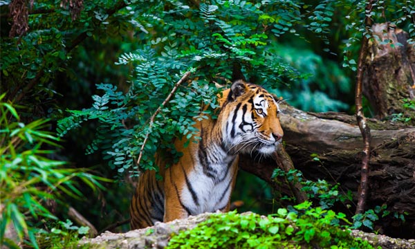 Bengal Tiger inside Rantambore National Park