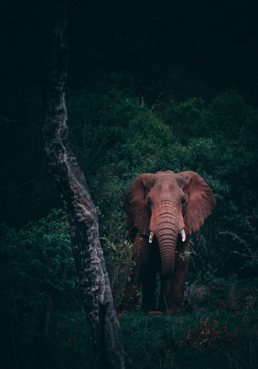 Indian national park landscape for luxury wildlife travel