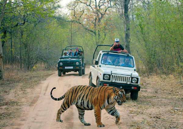 Tiger Safari at Ranthambore National Park