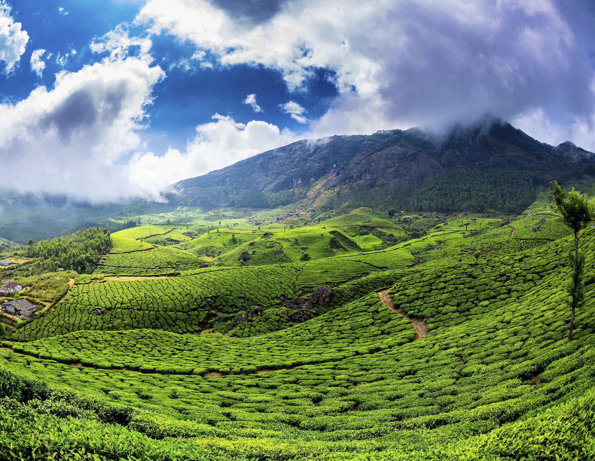 Tea plantation in Kerla