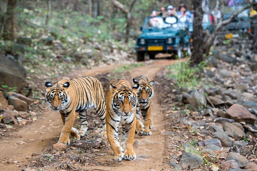 Golden Triangle Tour