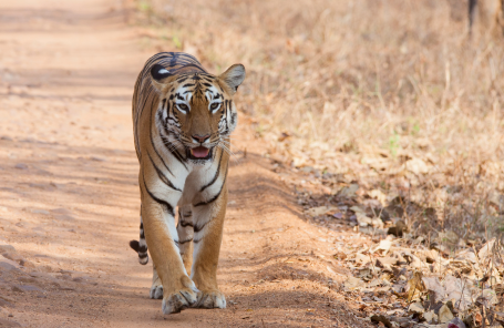 8 Day Golden Triangle with Ranthambore Wildlife